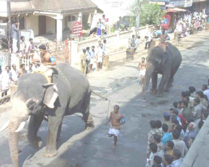 elephant race in Guruvayur